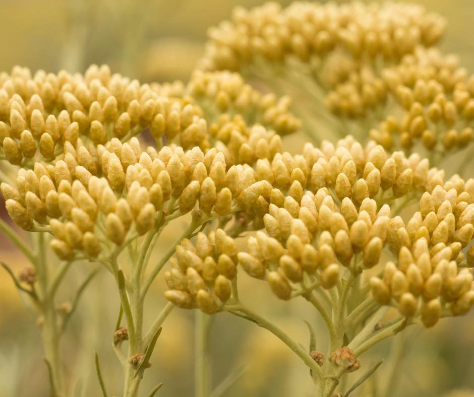 Celebrating the Immortal Beauty of Mediterranean Helichrysum in Skincare