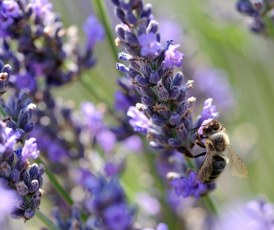 Lavender: Nature's Skin Soother and Relaxation Elixir