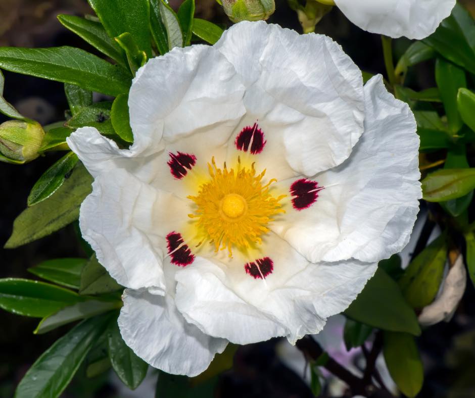 Cistus: The Skin Savior for Reducing Redness and Inflammation
