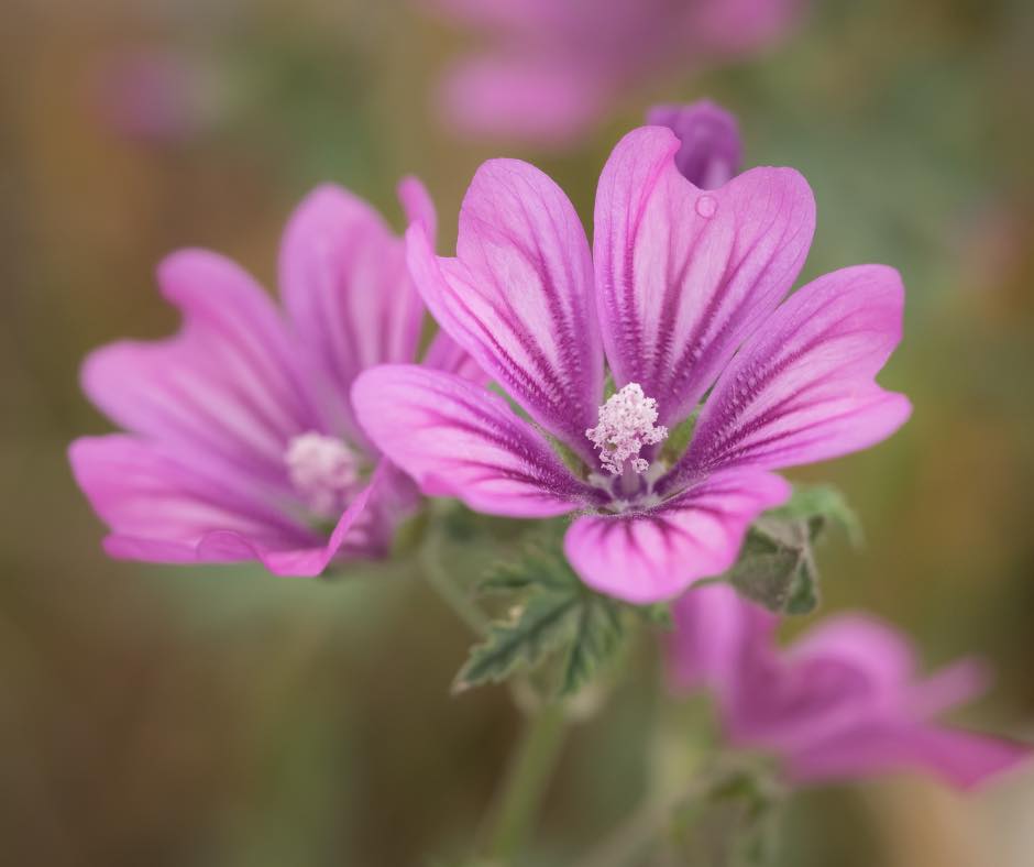 The Skin-Soothing Marvel of Common Mallow